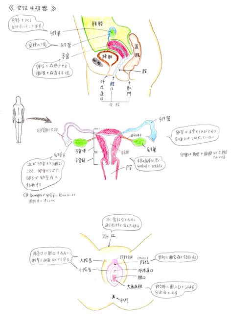 陰處|女性陰部解剖構造